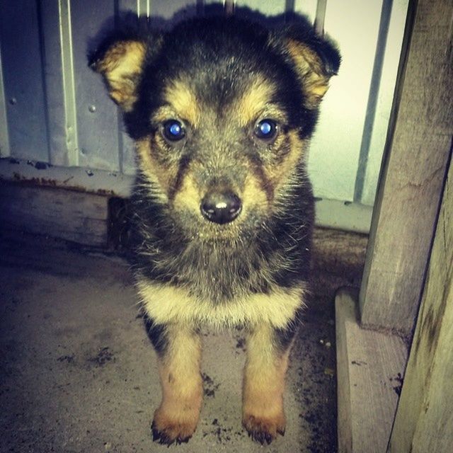 one animal, animal themes, pets, domestic animals, mammal, portrait, looking at camera, dog, indoors, sitting, close-up, wood - material, front view, cute, young animal, staring, no people, animal head, alertness