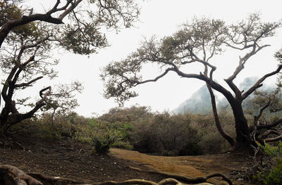 Trees on landscape against clear sky