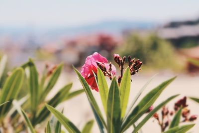 Close-up of pink flower growing on plant