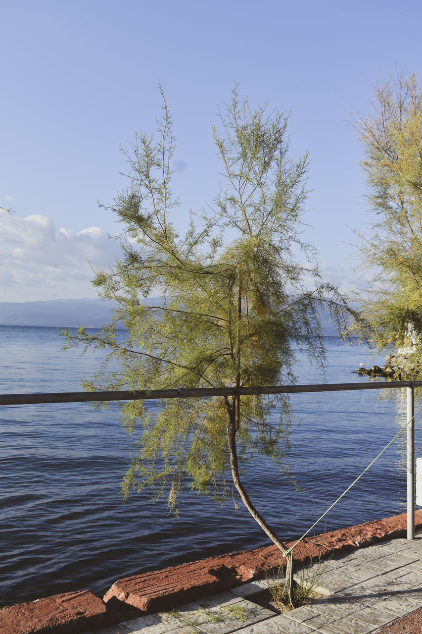 water, tree, sky, plant, nature, beauty in nature, tranquility, no people, scenics - nature, shore, beach, sea, day, tranquil scene, land, outdoors, reflection, blue, branch, body of water, sunlight, non-urban scene, leaf, clear sky, travel destinations, idyllic