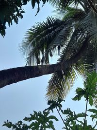 Low angle view of palm trees against clear sky