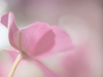 Close-up of pink rose