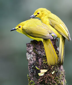 Close-up of bird perching on a tree