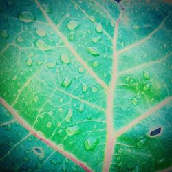 Full frame shot of water drops on leaf