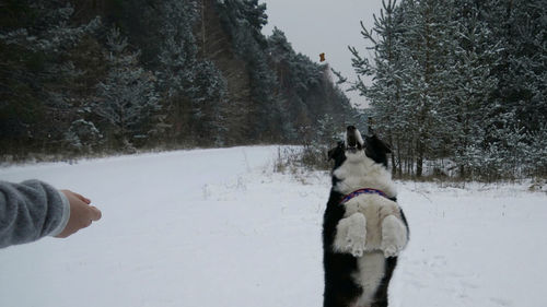 Dog on snow field against sky