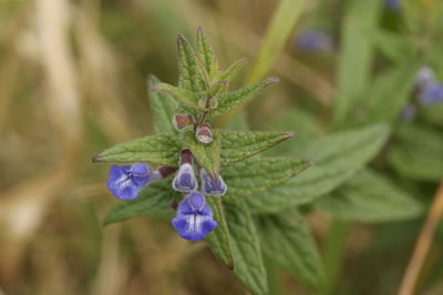 Close-up of purple flowering plant