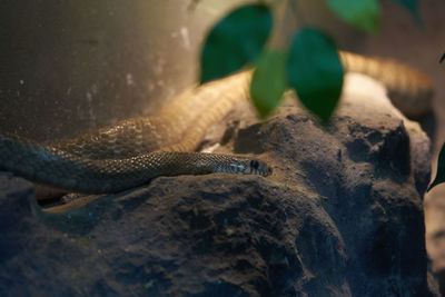 Close-up of lizard on rock