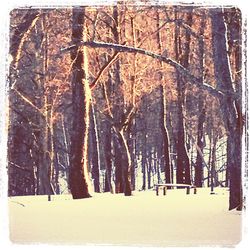 Bare trees in forest