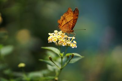 Close-up of butterfly pollinating on flower