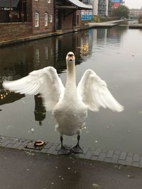 Swans on a lake