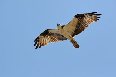 Low angle view of birds flying against blue sky