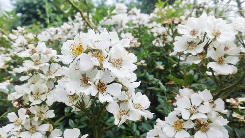Close-up of white flowers blooming on tree