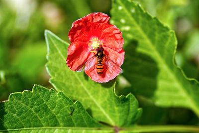 Close-up of insect on red flower