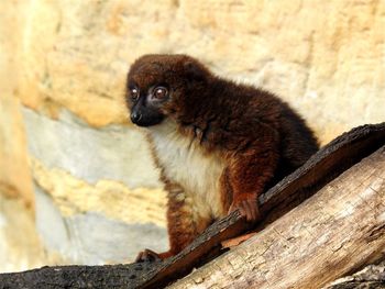 Close-up of monkey sitting outdoors