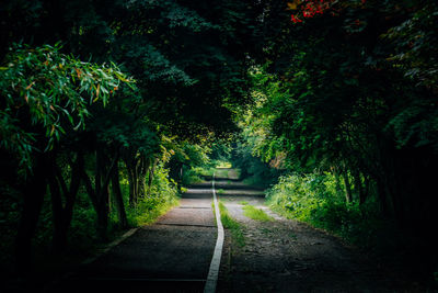 Walkway amidst trees