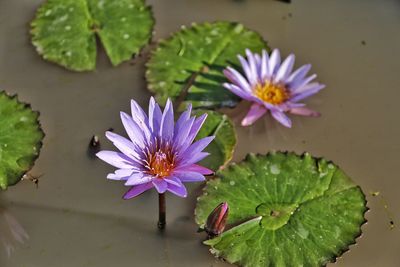 Close-up of purple water lily blooming outdoors