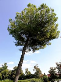 Low angle view of tree against sky