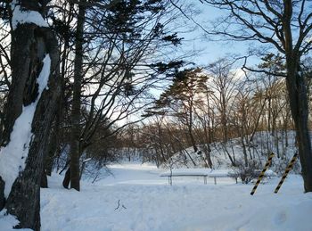 Bare trees on snow covered landscape