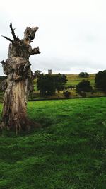 Trees on field against sky