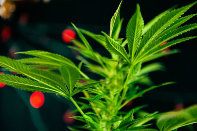 Close-up of fresh green plant