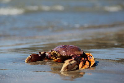 Close-up of crab on beach