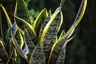 Close-up of succulent plant