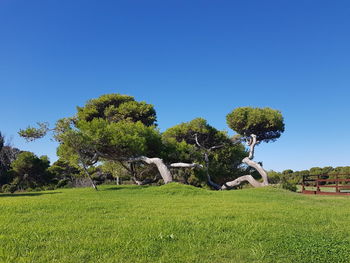 Trees on field against clear sky