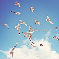 Seagulls flying in sky