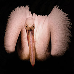 High angle view of bird