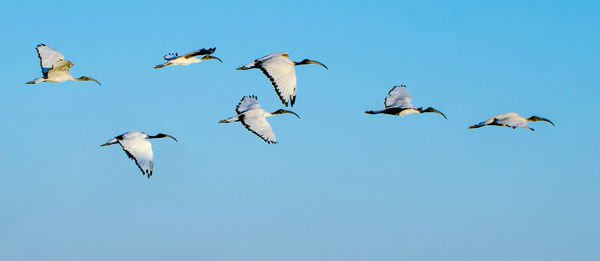 Low angle view of birds flying in sky