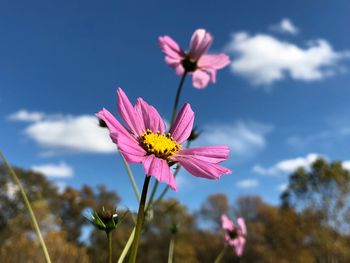 Close-up of pink cosmos flowers blooming against sky