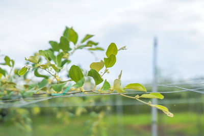 Close-up of plant growing on field against sky