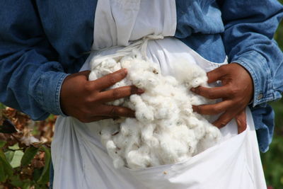 Raw sea island cotton, harvested, cotton farm, hand picked 