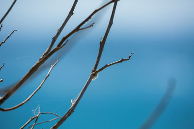 Close-up of plant against clear sky