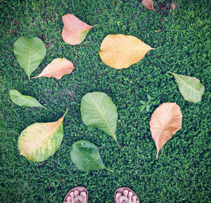 High angle view of autumn leaves on land