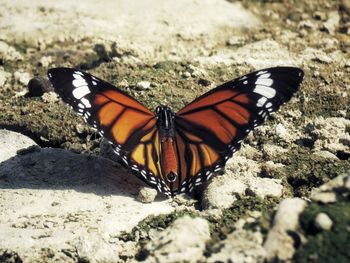 Close-up of butterfly on leaf