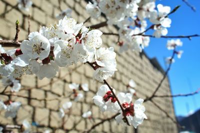 Apricot tree branches with a blooming apricot flowers in the month of april.