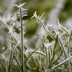 Close-up of grass on plant during winter