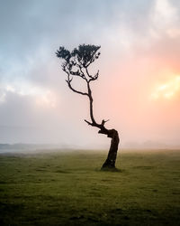 nature