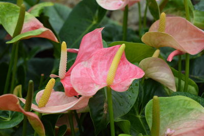 Close-up of pink flowers blooming outdoors