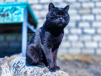 Portrait of black cat