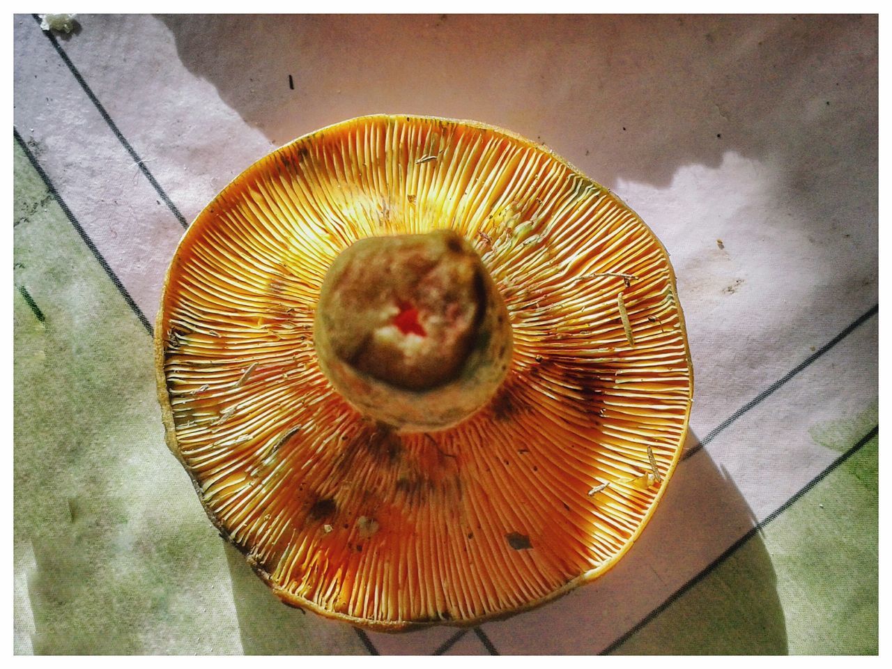 HIGH ANGLE VIEW OF FRUIT ON MUSHROOM