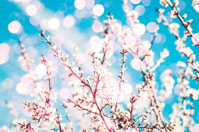 Low angle view of cherry blossom against blue sky