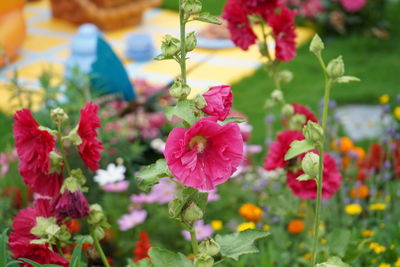 Close-up of pink flowering plants