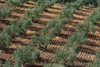 Olive trees in andalusia, spain