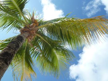 Low angle view of palm trees against cloudy sky