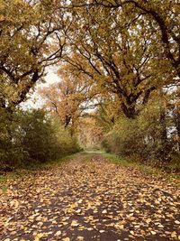 Trees in park during autumn