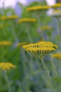 Close-up of yellow flowering plant