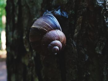 Close-up of snail on tree trunk