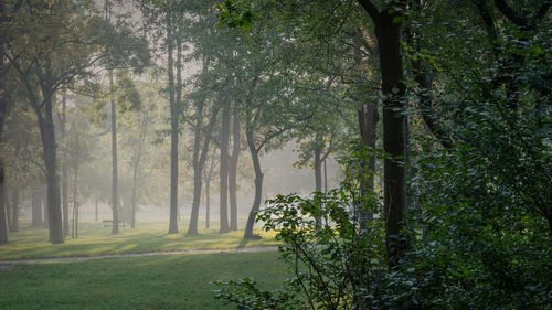 Trees in forest